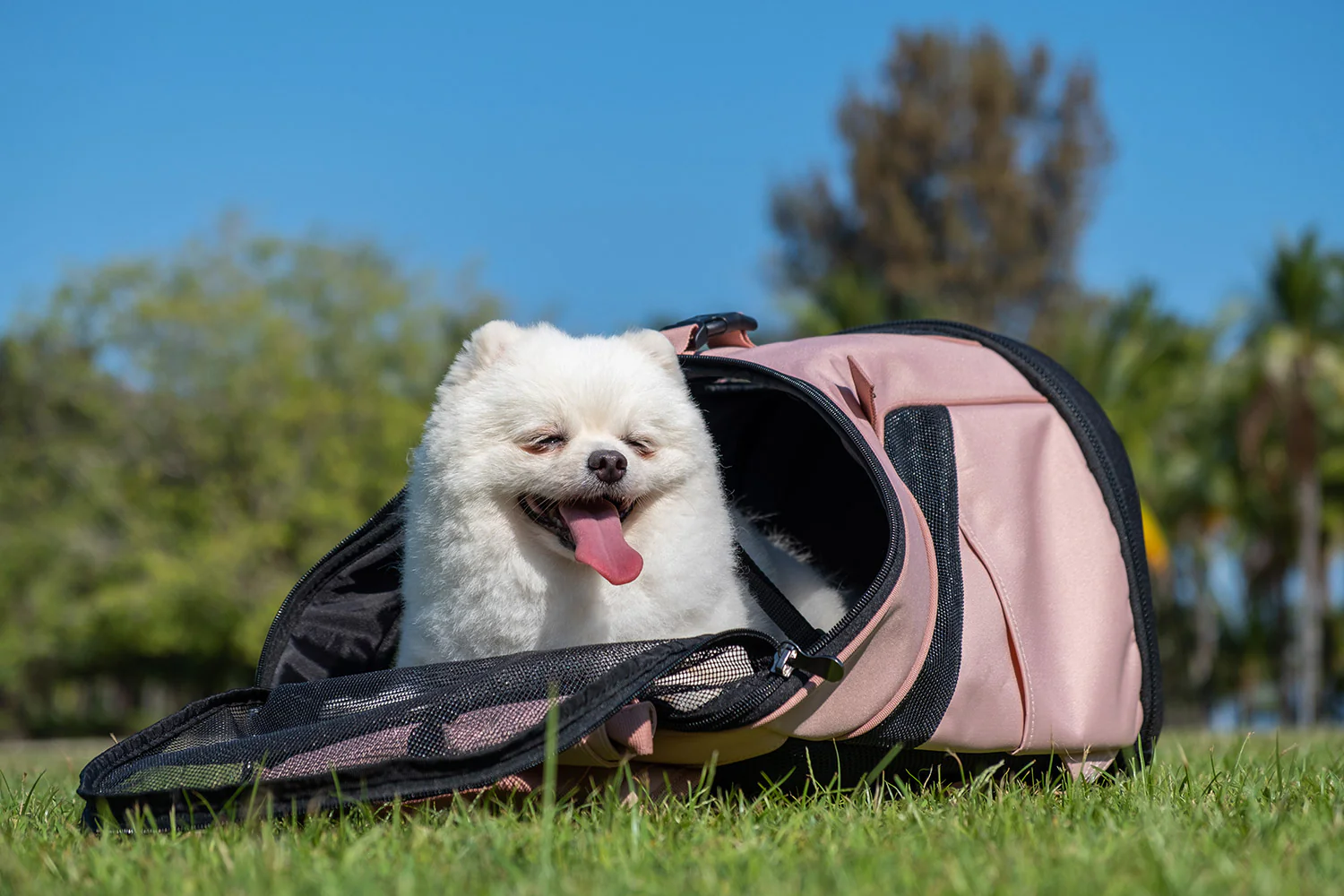 Ibiyaya Ultralight Pro Pet Backpack Carrier, Airline-Approved Backpack for Biking and Hiking, Front-Facing Cat-Dog Travel Bag Combo - Image 12