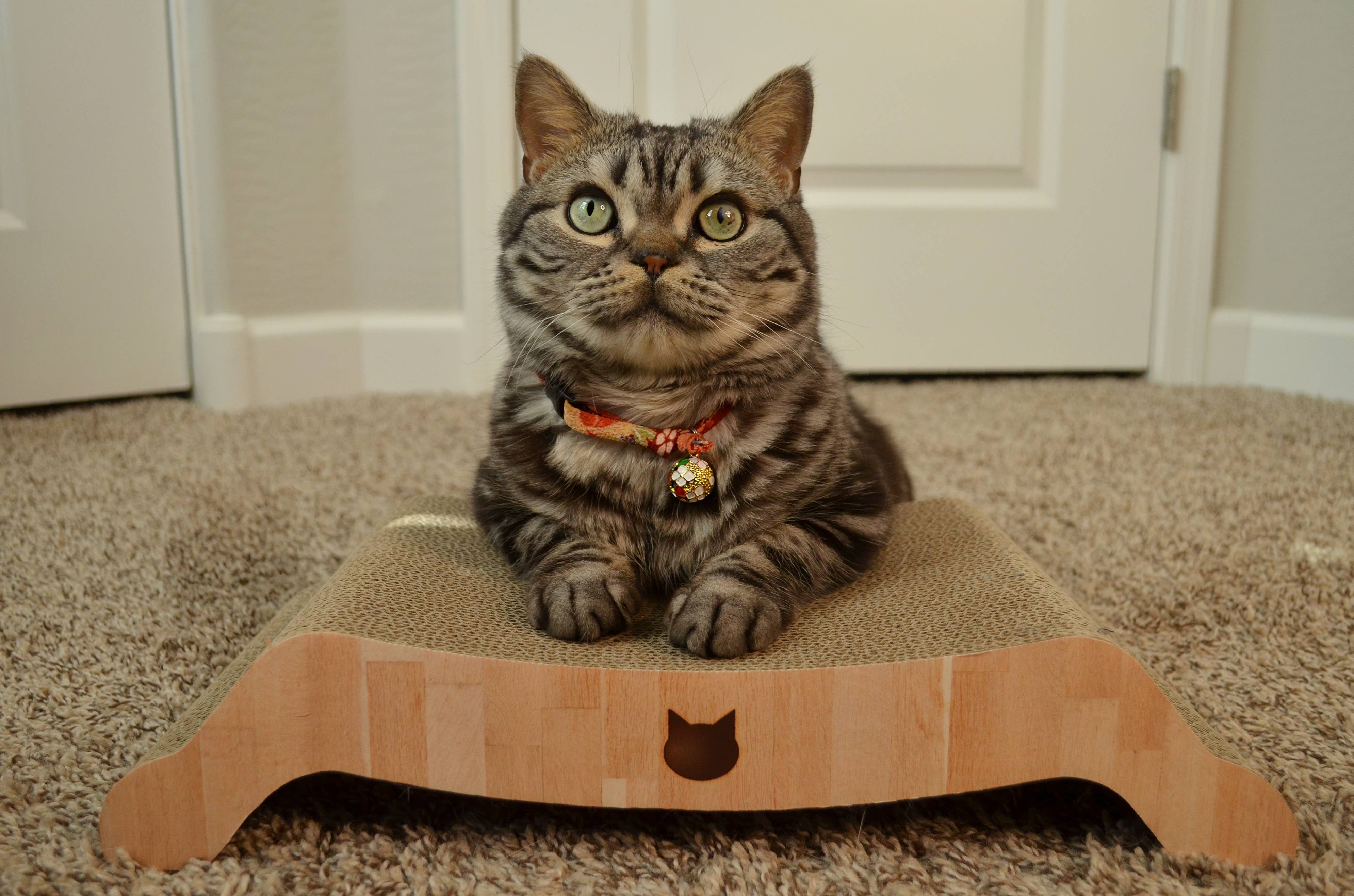 Necoichi Premium Comfort Reversible Cat Bed (Oak) - Image 7