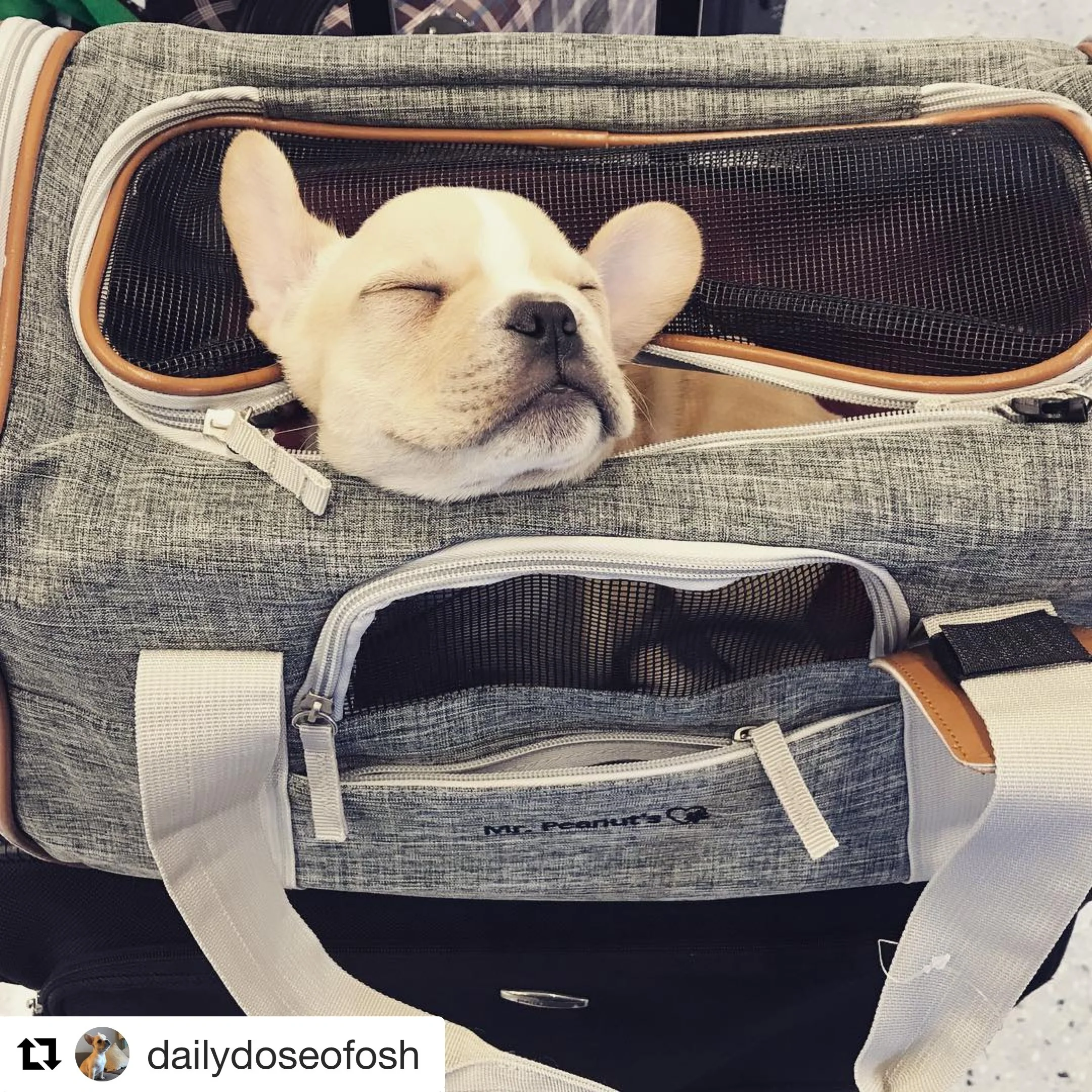 Mr. Peanut's Platinum Series Expandable Pet Carrier - Image 23
