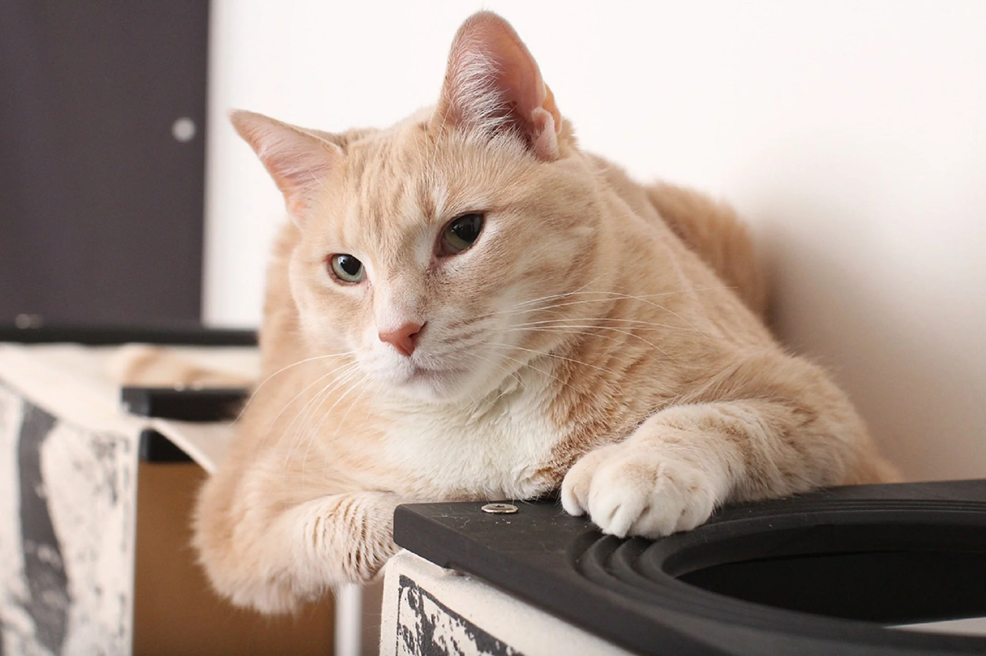 Catastrophic Creations Super Mario Cat Tree | Mr. Peanut's Pet Carriers